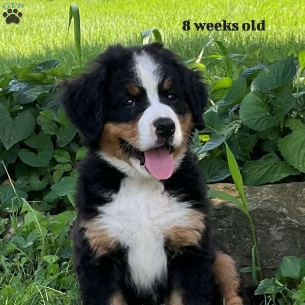 Bella, Bernese Mountain Dog Puppy